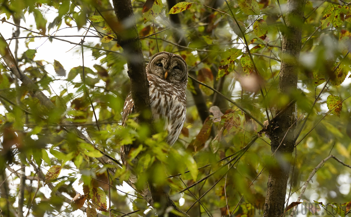 Strix varia varia [400 mm, 1/500 sec at f / 7.1, ISO 4000]